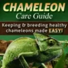 Chameleon Care Guide