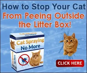 Cat Spaying No More