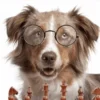 Brain Training Dog